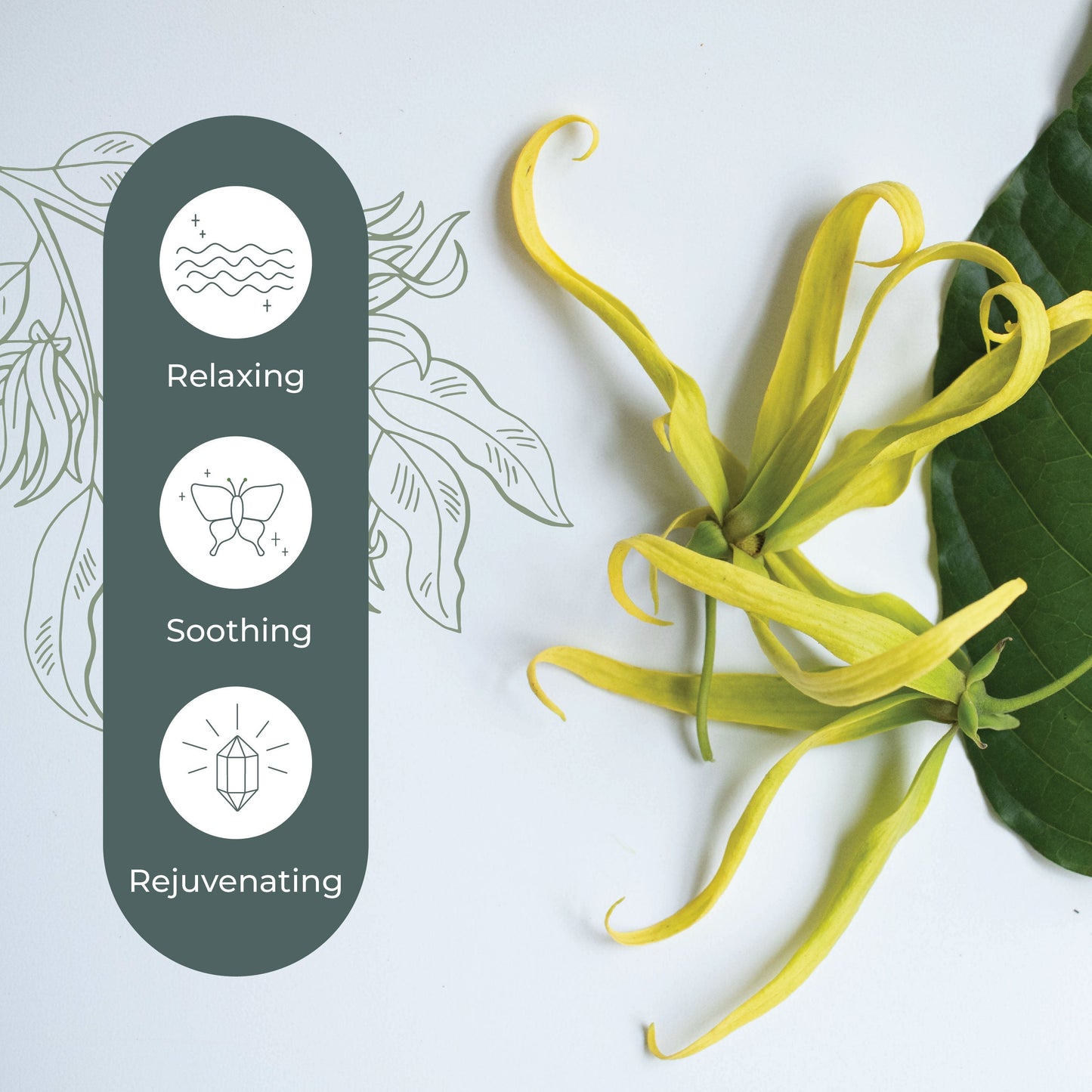 Cananga Essential Oil - EcoStuff