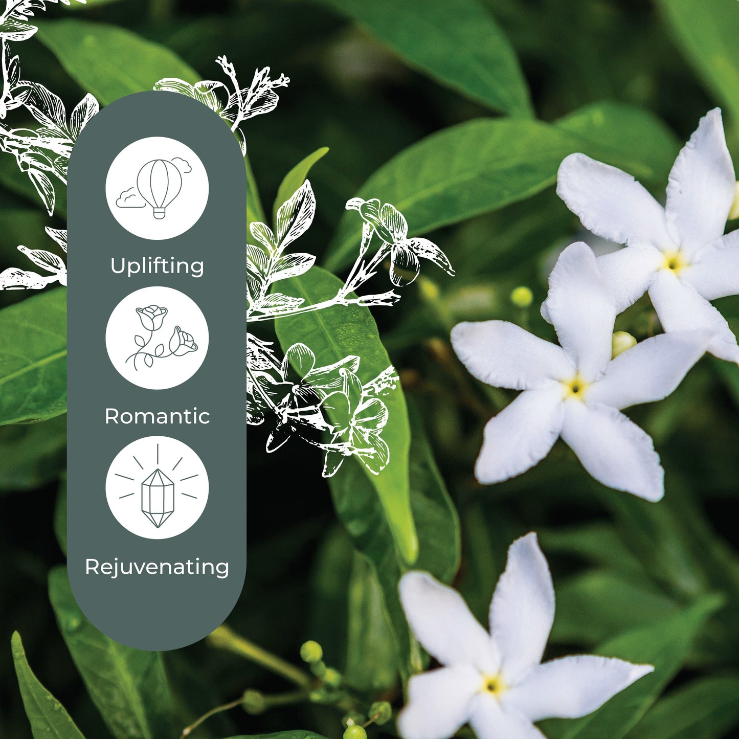 Jasmine Grandiflorum Absolute - EcoStuff