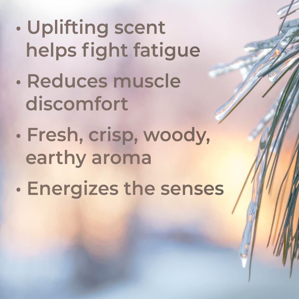 Organic Black Spruce Essential Oil - EcoStuff