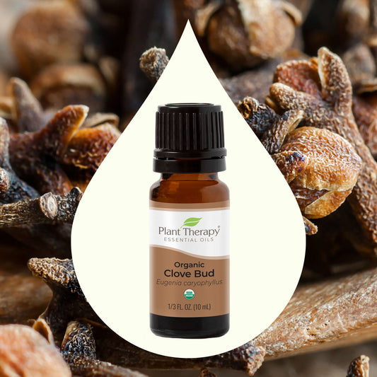 Organic Clove Bud Essential Oil - EcoStuff