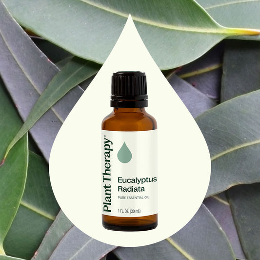 Eucalyptus Radiata Essential Oil