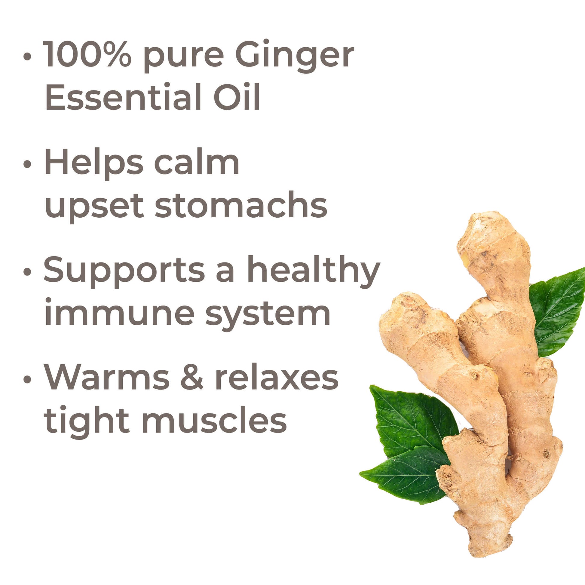 Ginger Essential Oil - EcoStuff