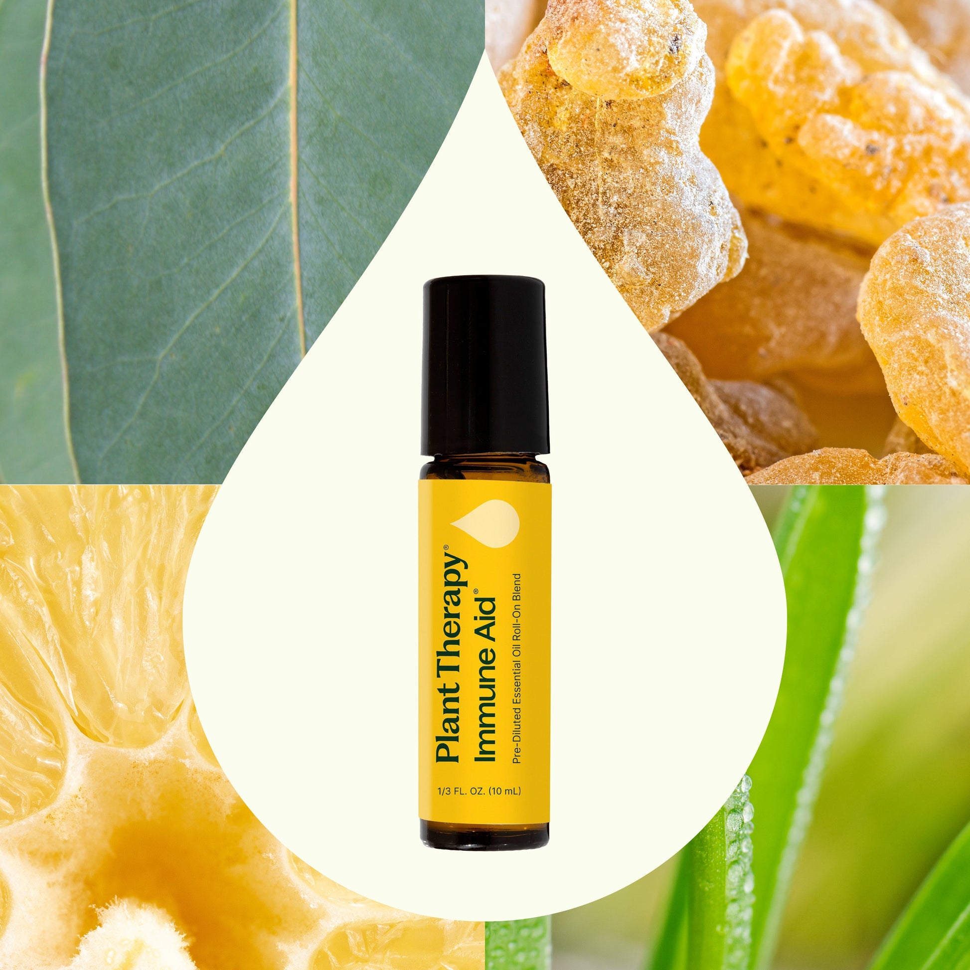 Immune Aid Essential Oil Blend Pre - Diluted Roll - On - EcoStuff